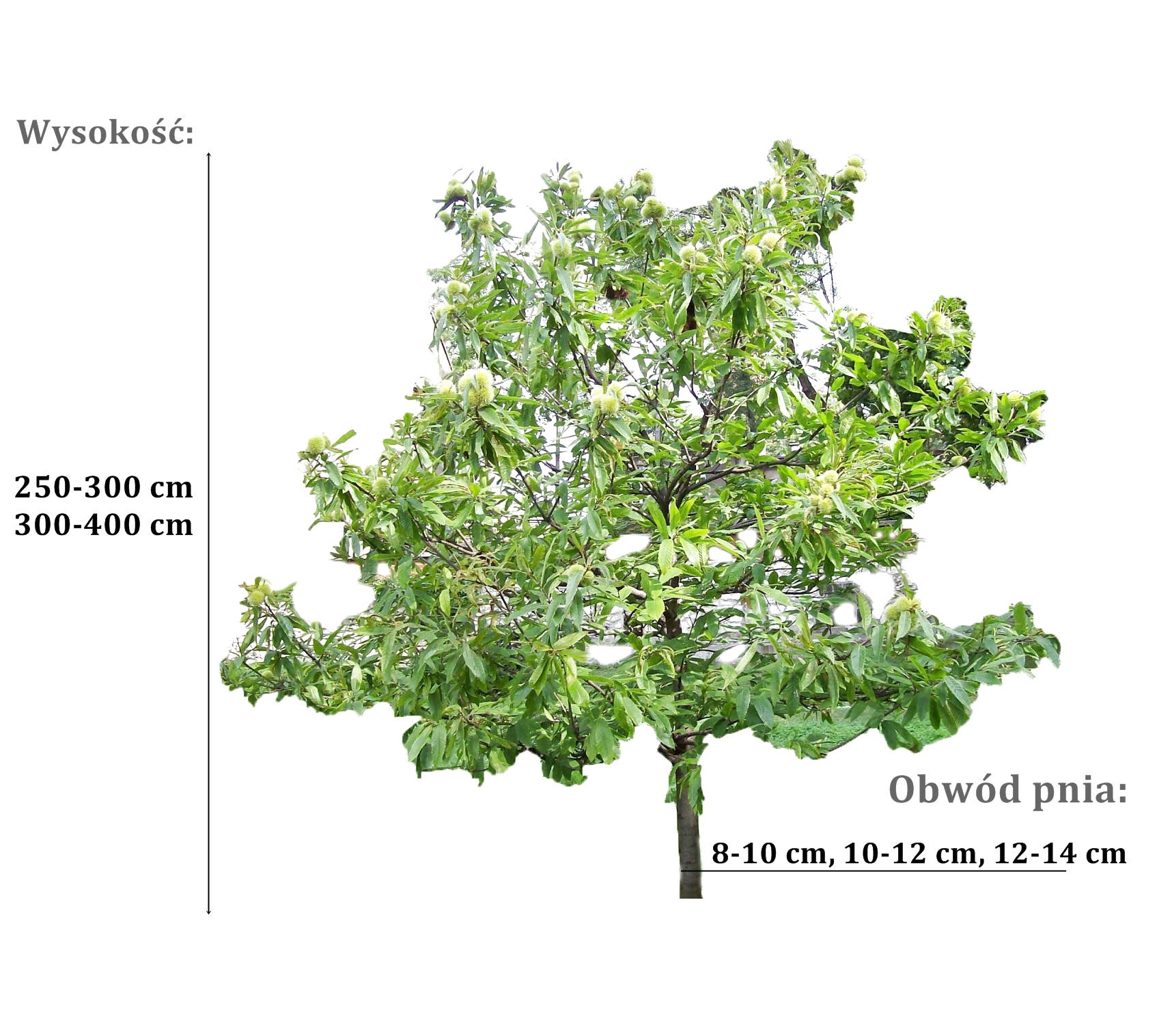 kasztan jadalny - duze sadzonki drzewa o roznych obwodach pnia 